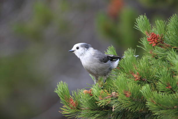 istock Gray Jay - Perisoreus canadensis, perched in a tree Glacier NP Montana 1081020054