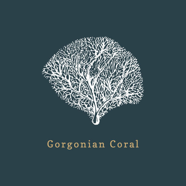 illustrations, cliparts, dessins animés et icônes de illustration vectorielle corail gorgone. dessin de polype de mer sur fond sombre. - 2784