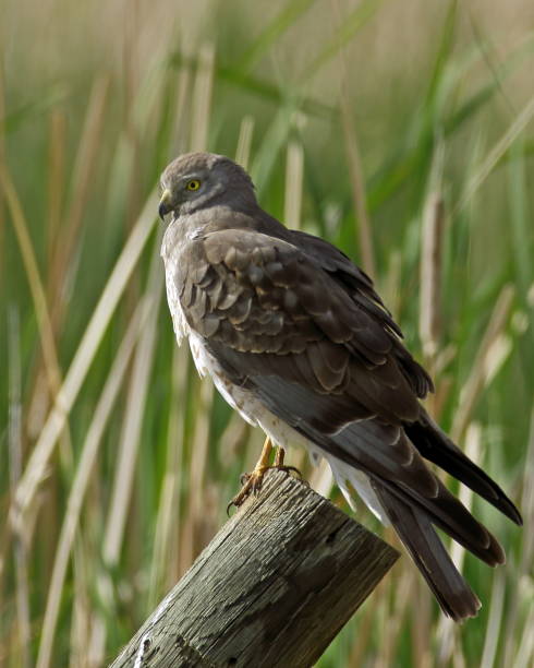 istock Northern Harrier Male 1081029284