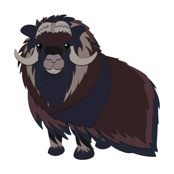 illustrations, cliparts, dessins animés et icônes de illustration d’un bœuf musqué arctique. - boeuf musqué