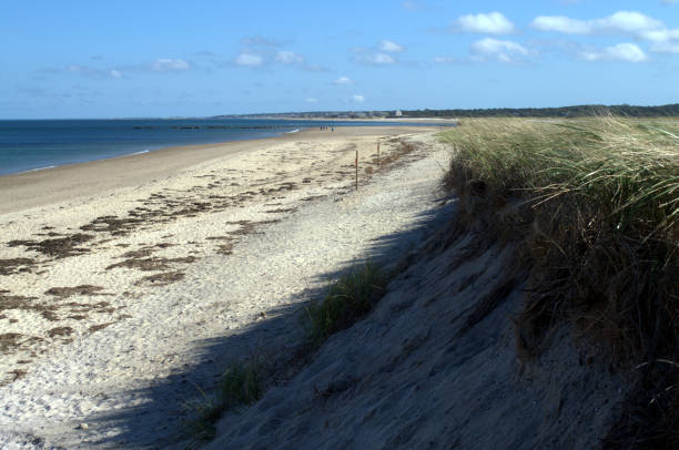 breezy day blowing seagrass - cape cod bay imagens e fotografias de stock