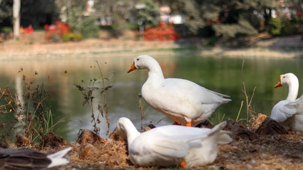 istock Domestic Chinese geese 1081044954