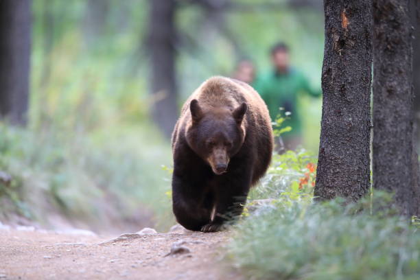 urso-negro (ursus americanus), parque nacional glacier - us glacier national park fotos - fotografias e filmes do acervo