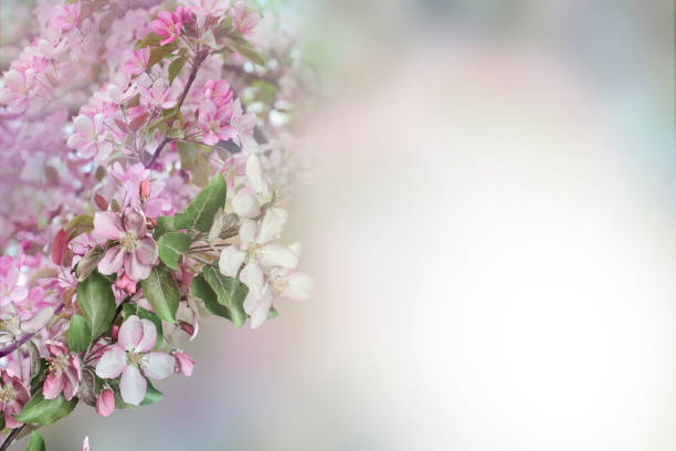 istock Beautiful floral spring background - blossoming apple tree with gentle pink petals 1081053898