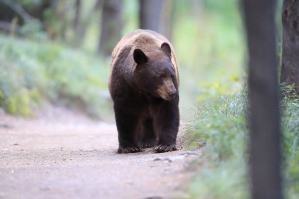istock American black bear (Ursus americanus), Glacier National Park 1081054124