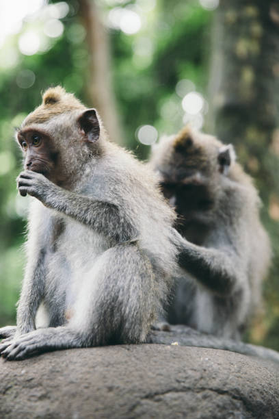 istock Monkeys at the Sacred Monkey Forest on Bali island 1081054630