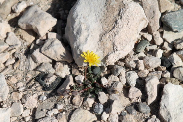 istock Flower growing among stones 1081054950