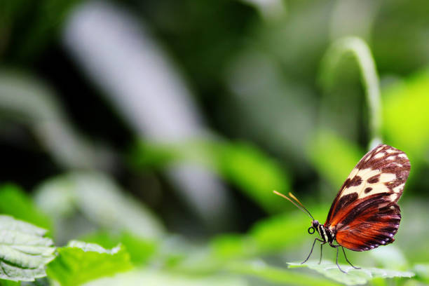 istock Beautiful Butterfly in Nature Garden Background With Copy Space 1081058428