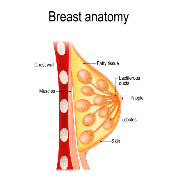 illustrazioni stock, clip art, cartoni animati e icone di tendenza di anatomia del seno. sezione trasversale della ghiandola mammaria. - areola