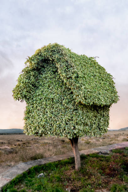 Topiary in the shape of a house