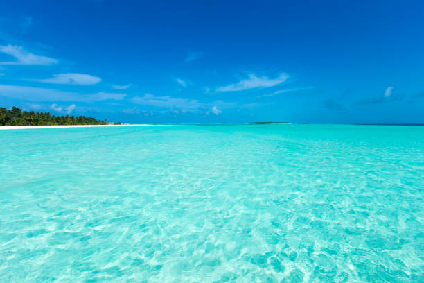 istock tropical beach in Maldives with few palm trees and blue lagoon 1081064662