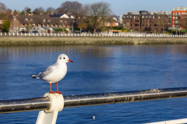 Seagull resting in Shannon river, Limerick, Ireland