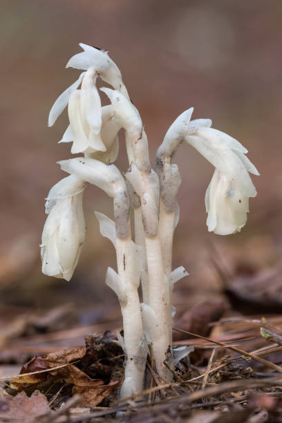 red indian pipe, (monotropa unifolia), slough wma, ok - indian pipe stock-fotos und bilder