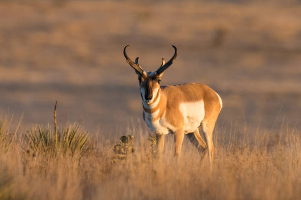 istock Pronghorn, Black Mesa, OK 1081066386