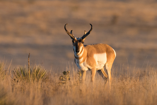 This male pronghorn was photographed near Black Mesa, Oklahoma. It was taken in early morning.