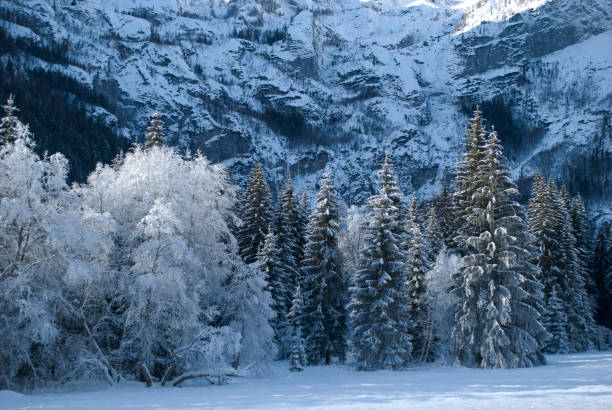 istock the frozen forest after a cold night 1081071580