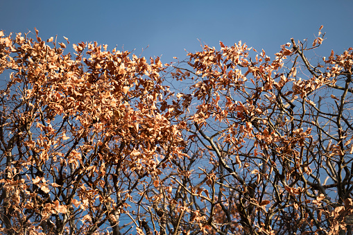 A pruned beech tree hedge with brown wilted leaves in winter against a clear blue sky. Shallow depth of field with focus placed over the nearest leaves.