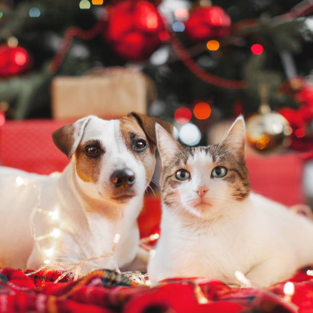 istock Dog and cat in christmas decoration 1081076080