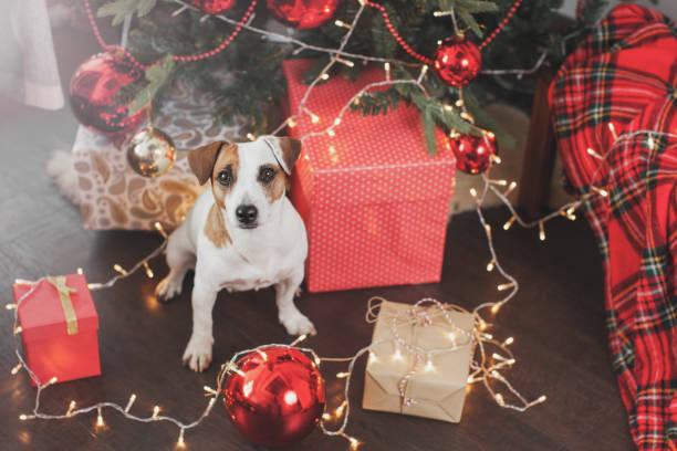 istock Dog near christmas tree 1081076090
