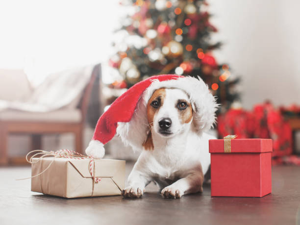 istock Dog near christmas tree 1081076108
