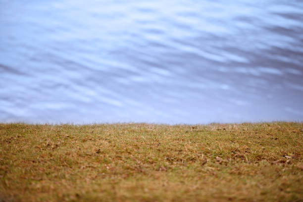 Meadow or lawn beach by the lake or pond in fall or winter. The image was captured with a full frame DSLR camera and a 200mm telephoto lens with shallow depth of field. The water surface (and foremost part of the lawn) is out of focus and may be used for copy.