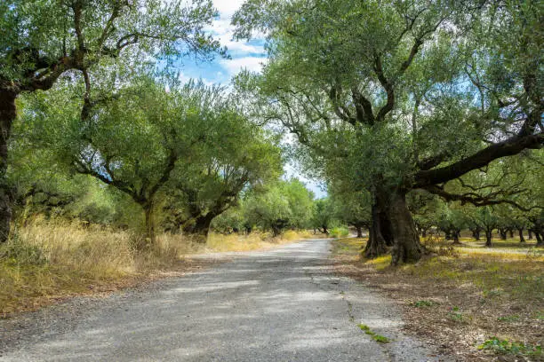 Greece, Zakynthos, Lonely road under endless olive tree grove nature landscape