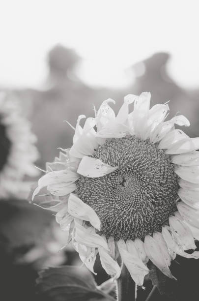istock Sunflowers in South Dakota 1081080096