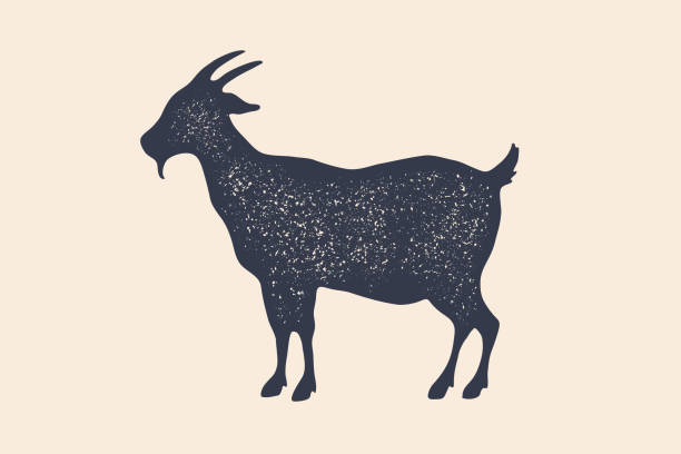 koza. vintage logo, retro print, plakat dla butchery - koza stock illustrations