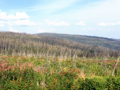 An environment landscape of damaged and burnt trees in the Boreal Forest on British Columbia, Canada with fresh growth of plants recovering from the natural disaster.