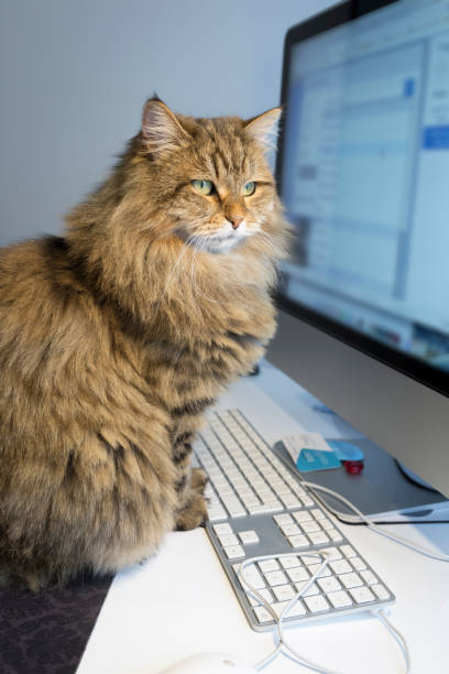 istock Cat sitting on the desk in front of computer 1081087174