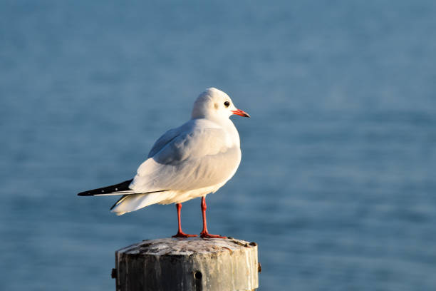 istock White Seagull in the City 1081089122