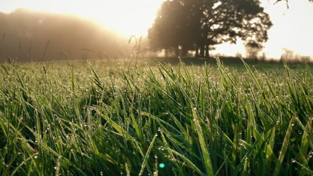 Autumnal morning dew on fresh grass