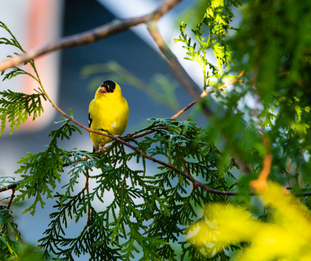 cardellino americano - american goldfinch gold finch bird branch foto e immagini stock
