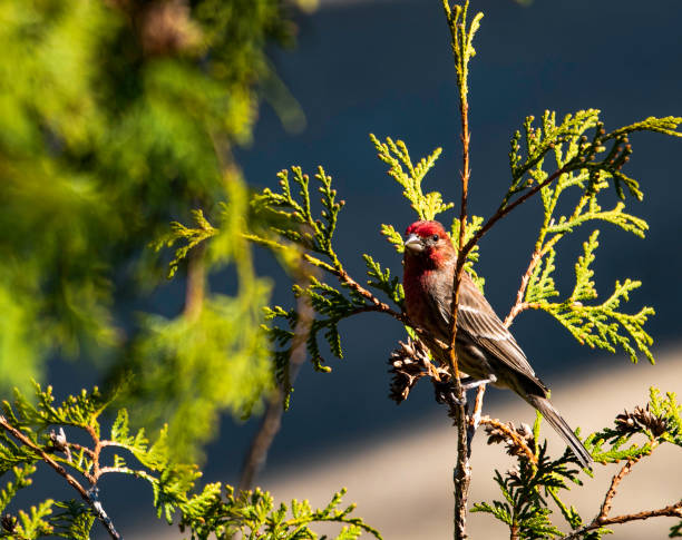 House Finch stock photo
