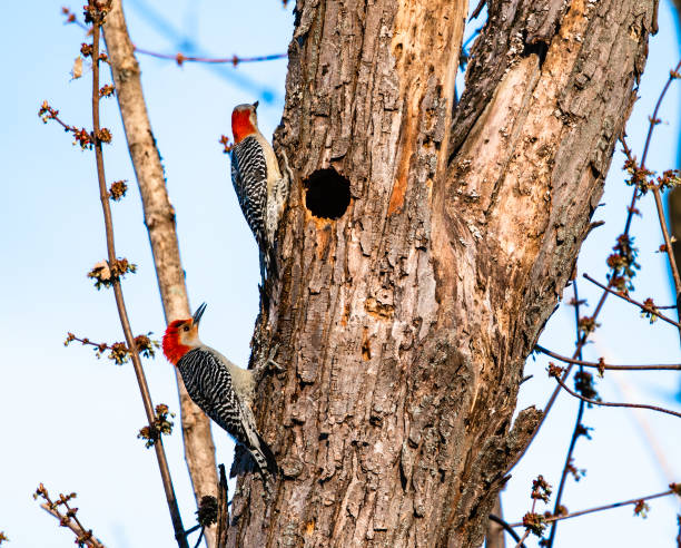 Male and Female red bellied woodpecker stock photo