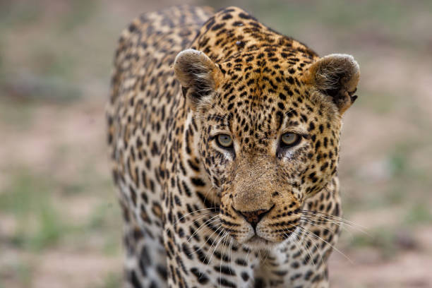 istock Leopard - Sabi Sands - South Africa 1081104364