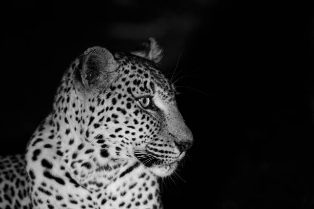 istock Leopard - Sabi Sands - South Africa 1081104388