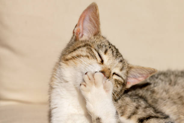istock Tabby cat washing paws and fur in sunshine 1081106042