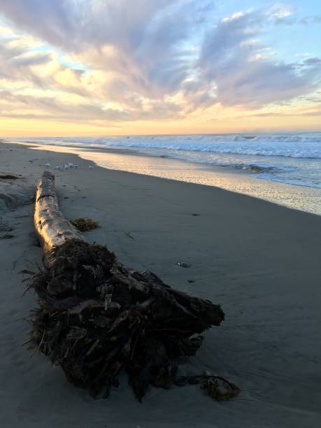 istock Sunrise and driftwood 1081110264