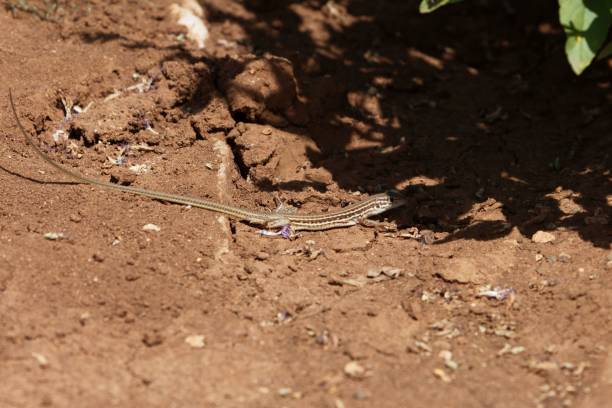 Long-tailed Lizard Latastia longicaudata The Long-tailed Lizard Latastia longicaudata, in Ethiopia. long tailed lizard stock pictures, royalty-free photos & images