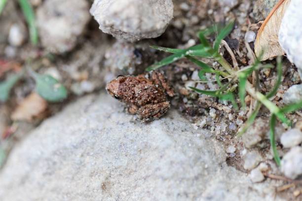istock Young Corsican painted frog (Discoglossus montalentii) 1081114028
