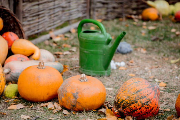 istock group of a yellow pumpkins on a ground 1081114272