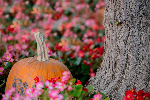 yellow Pumpkin with a flowers in a garden. Autumn season time