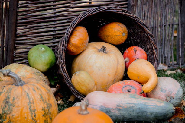 istock group of a yellow pumpkins on a ground 1081114326