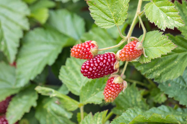 istock loganberry bush with ripening loganberries 1081114358