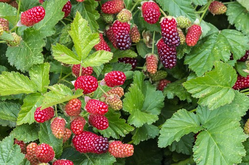 closeup of organic loganberries ripening on loganberry bush