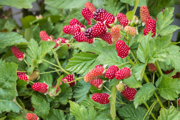 istock loganberry bush with ripe and unripe loganberries 1081114462