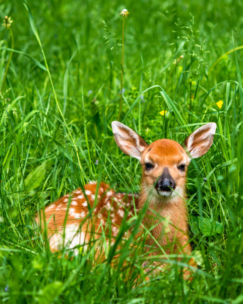 Male Whitetail Fawn A male whitetail deer fawn. fawn young deer stock pictures, royalty-free photos & images