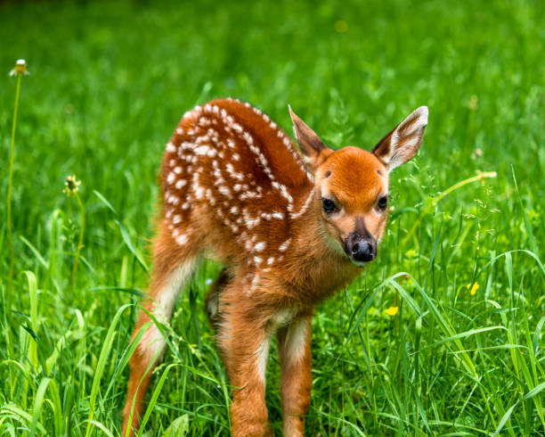 istock Male Whitetail Fawn 1081116104
