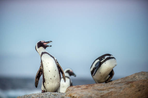 istock The African penguins in evening twilight, sunset sky. 1081117398
